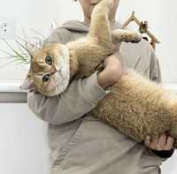 Развязанный родословный золой британский кот Приглашает на вязку