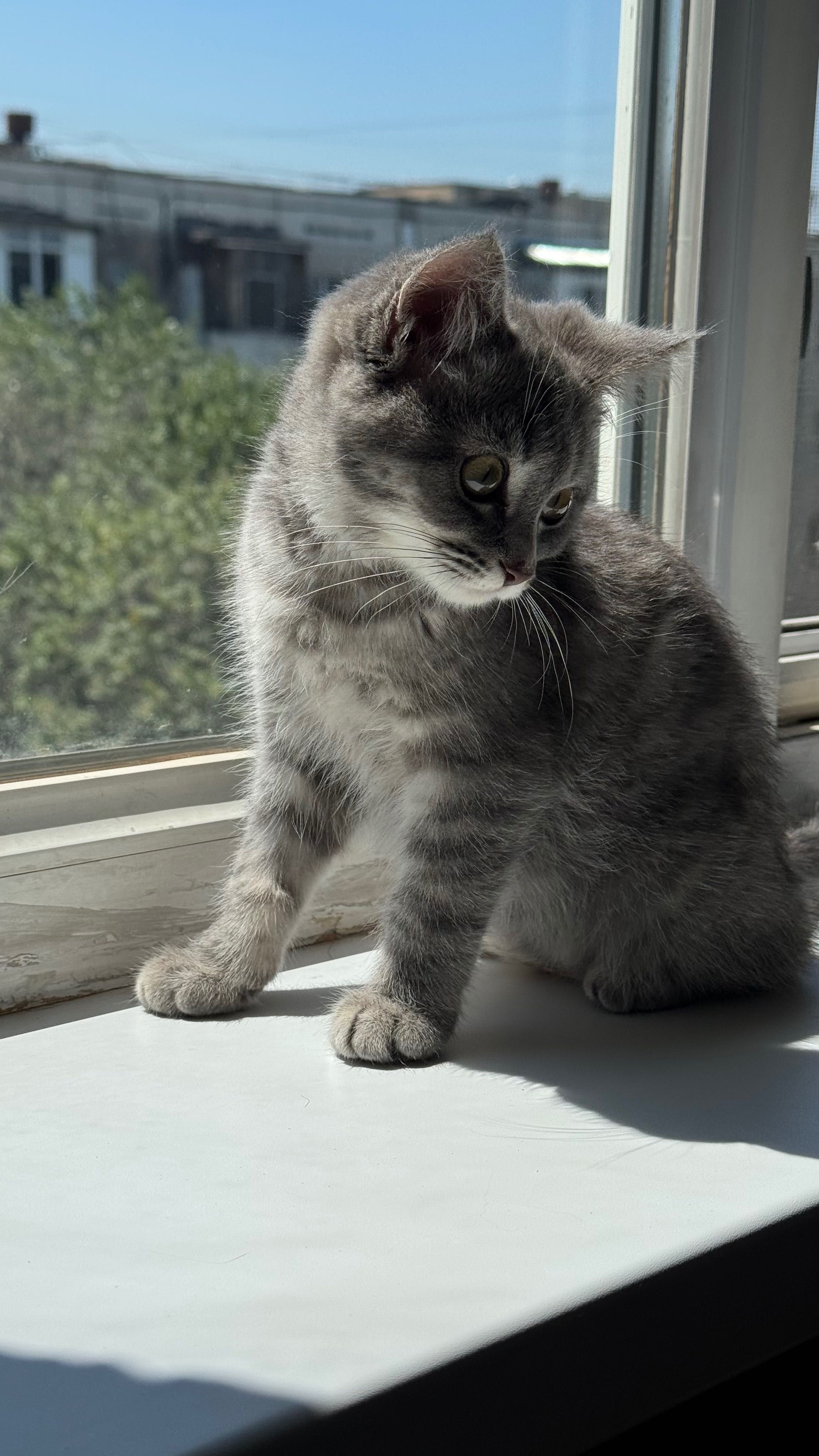 Котенок девочка 3мес