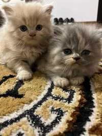 Pisicuțe persane pui