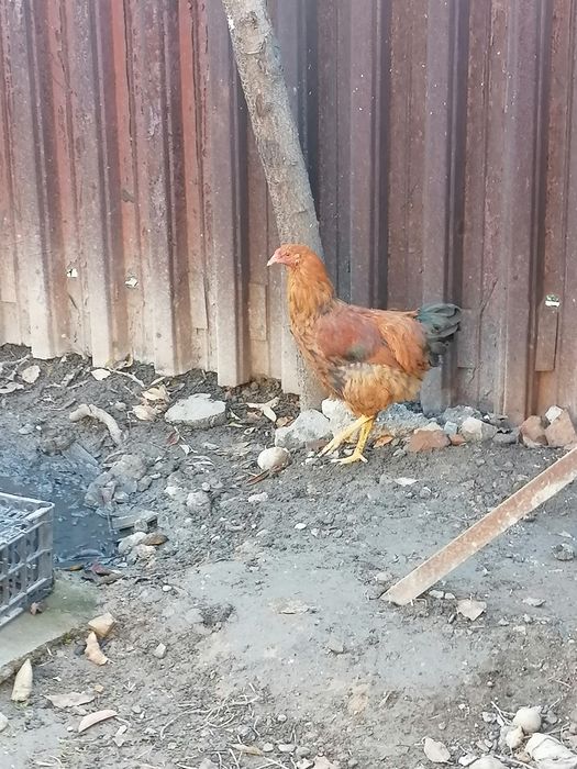 Продам курей домашних