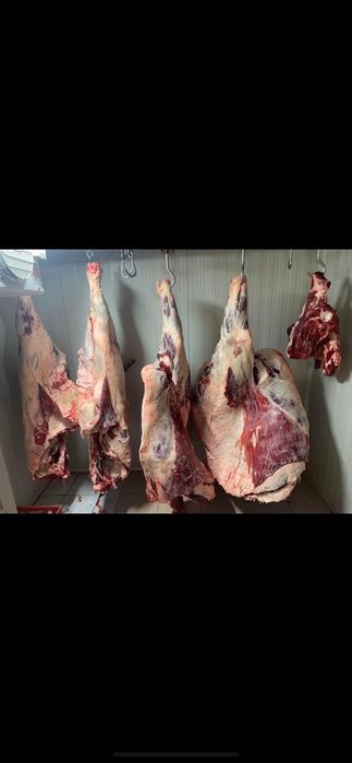 Свободни мъжки телета юници и ялови крави