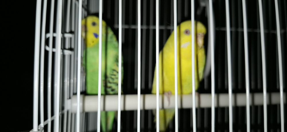 Тути кушлар сотилади.