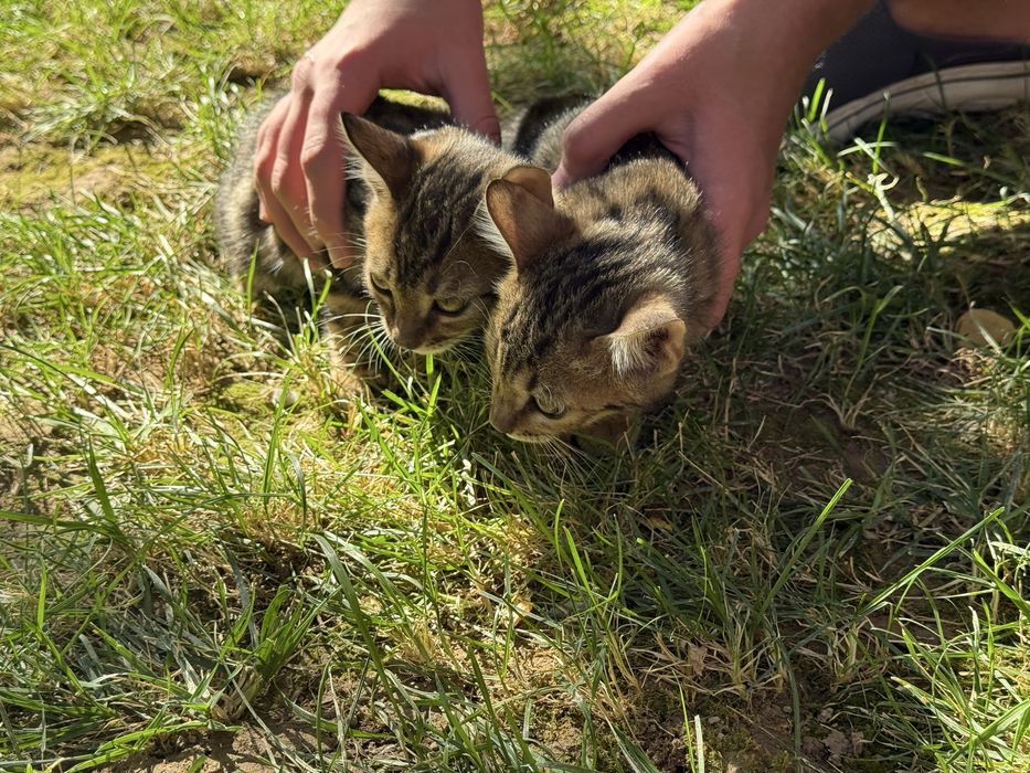 Продам бенгальских котят с красивым леопардовым окрасом
