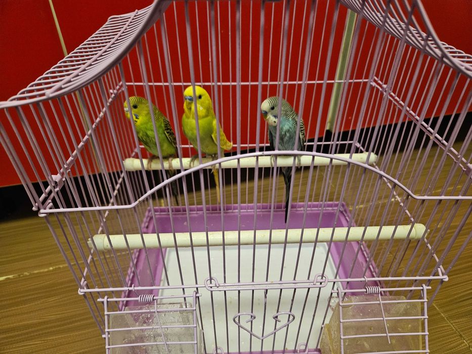 Un baiat și două fete