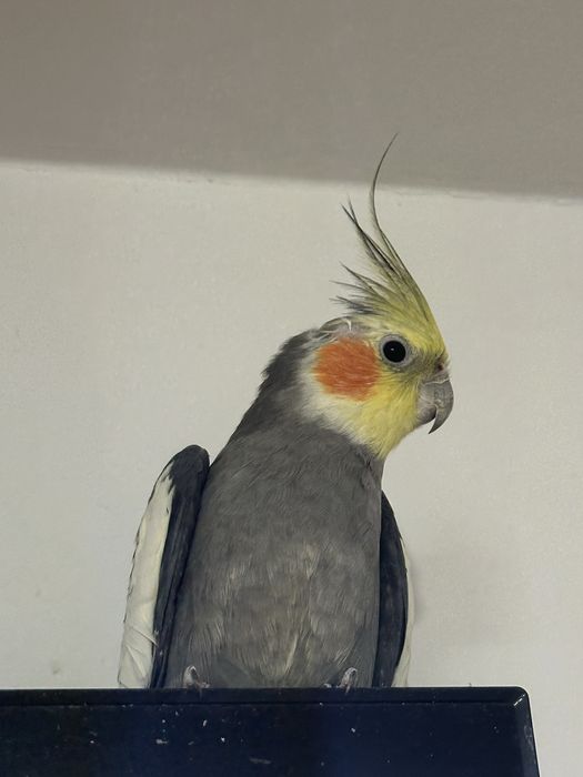 Vand Papagal Nimfa + colivie mare