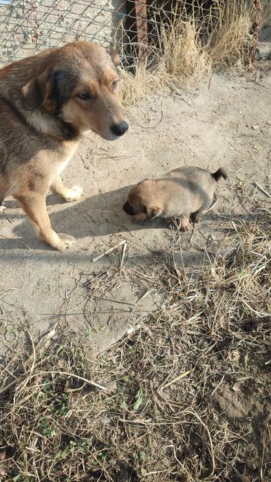 Отдам щенков бесплатно