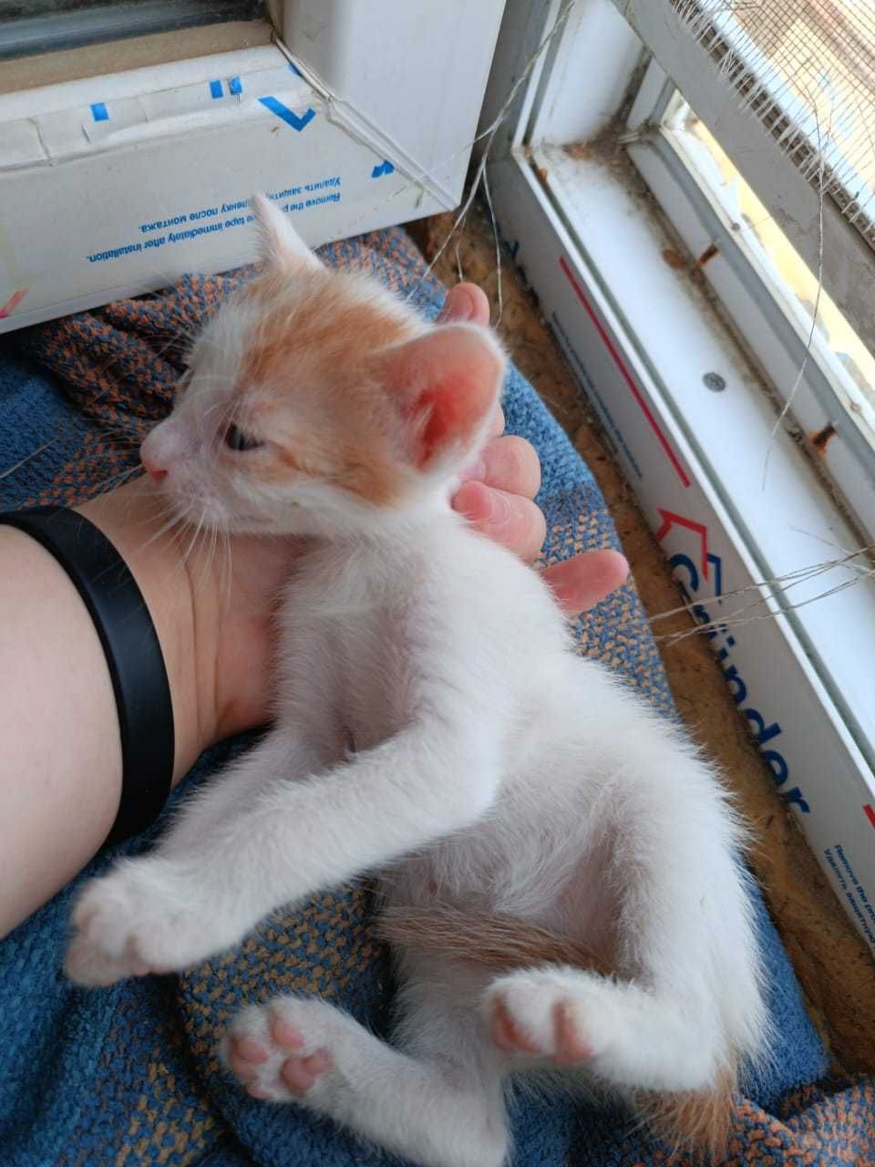 Котенок мальчик отдам