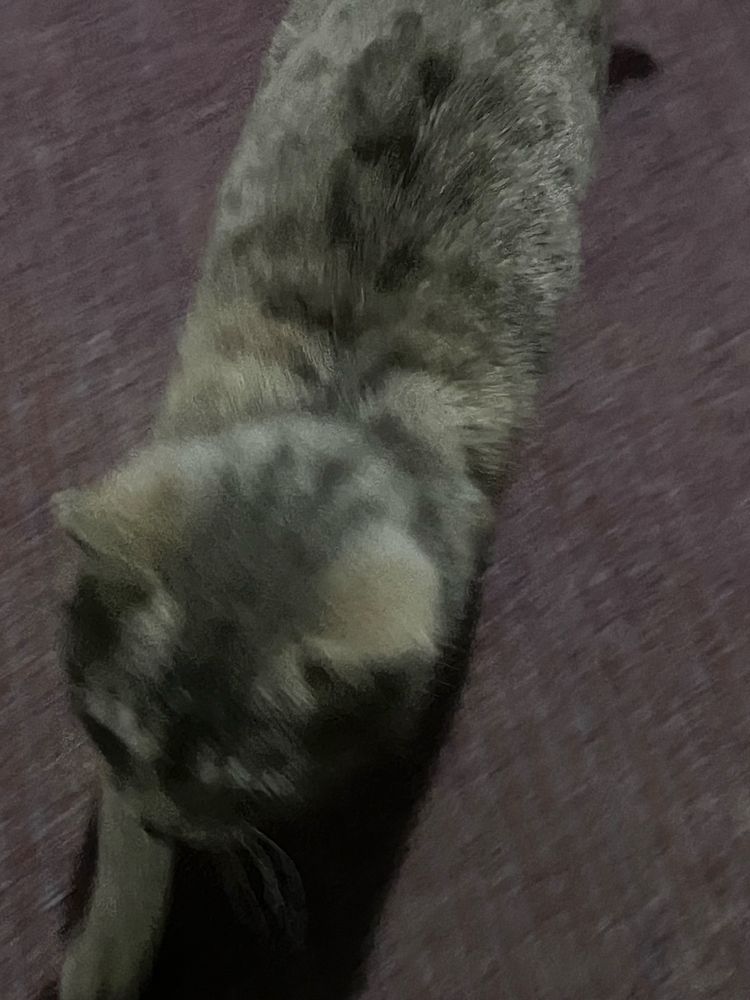 Котенок бесплатно даром