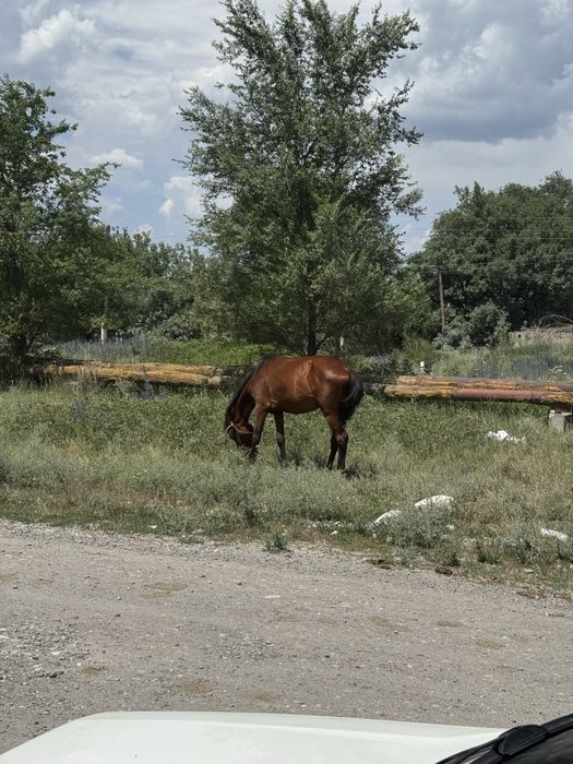 Продаюстя 2 головы вместе