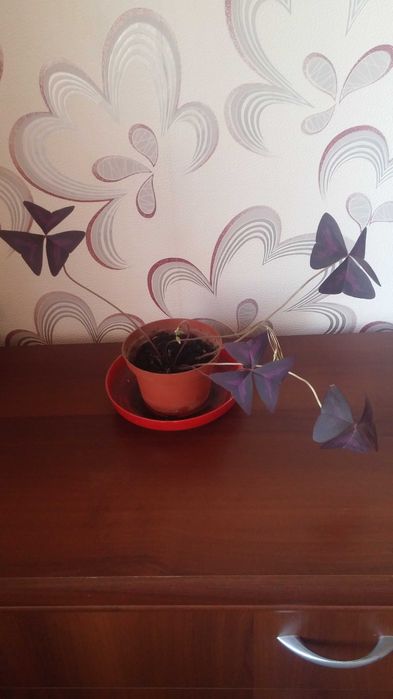 Кислица комнатная