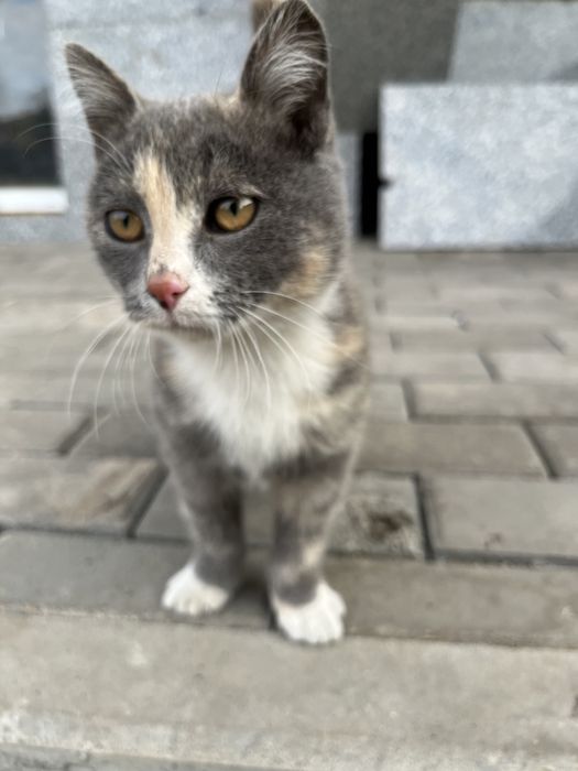 Кошечка в добрые руки