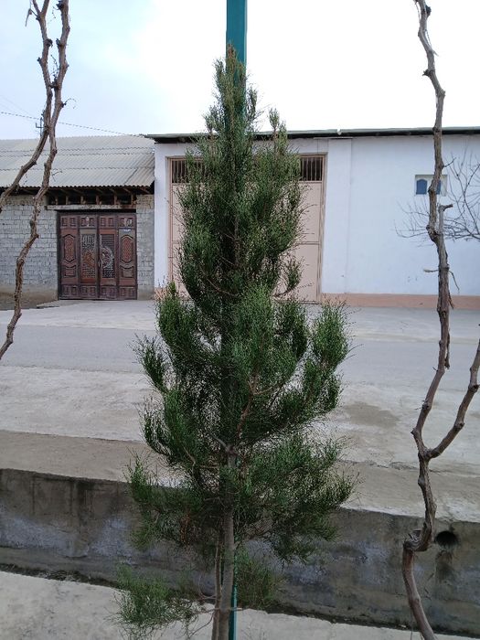 Манзарали ва мевали дарахтлар