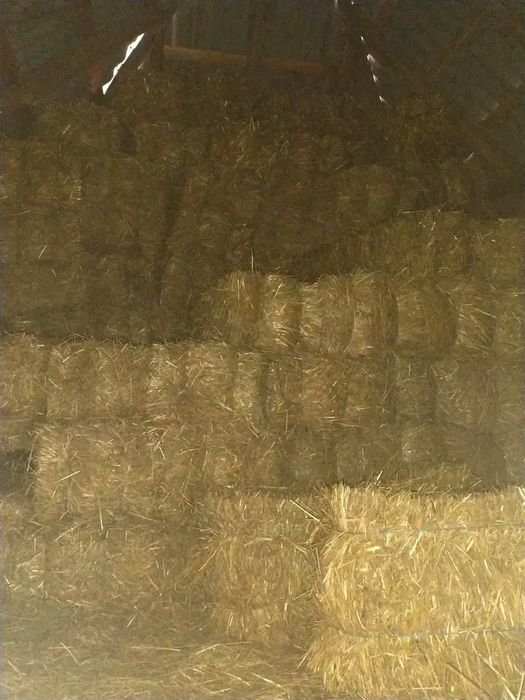 Vând baloti de paie