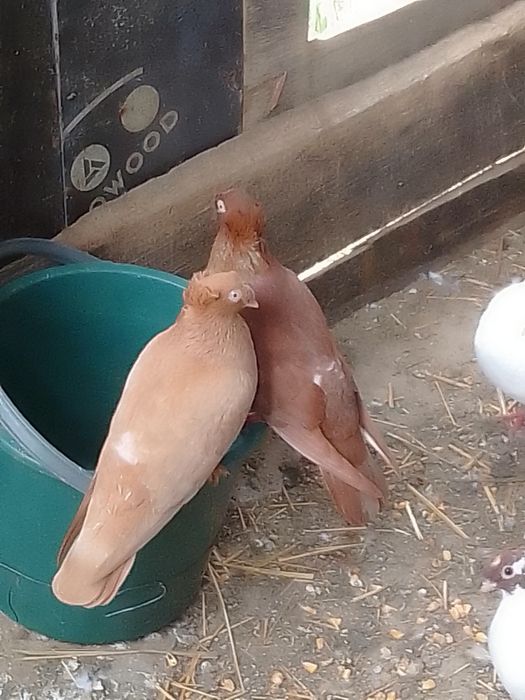 Porumbei voiajori standard și jucătorii de vânzare