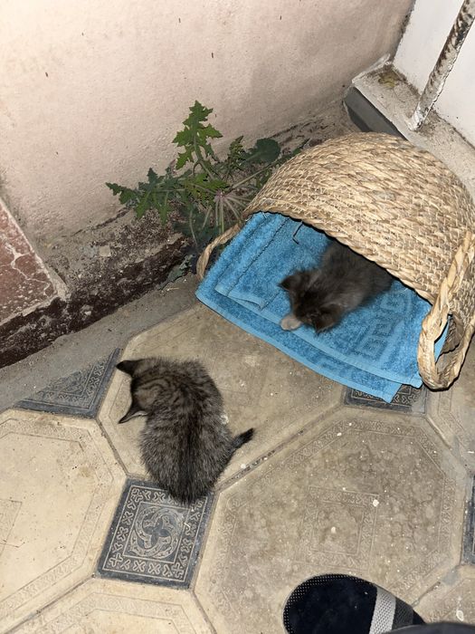 Новорожденные, милын котята в добрые руки Шымкеннт