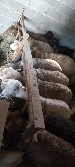 Ешки кой сатылады багасы келисимди