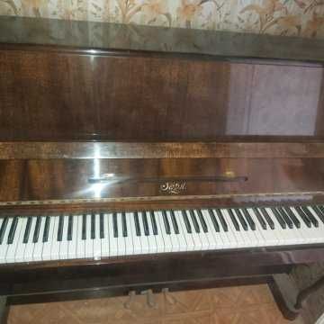Pionina Zara srochna sotiladi