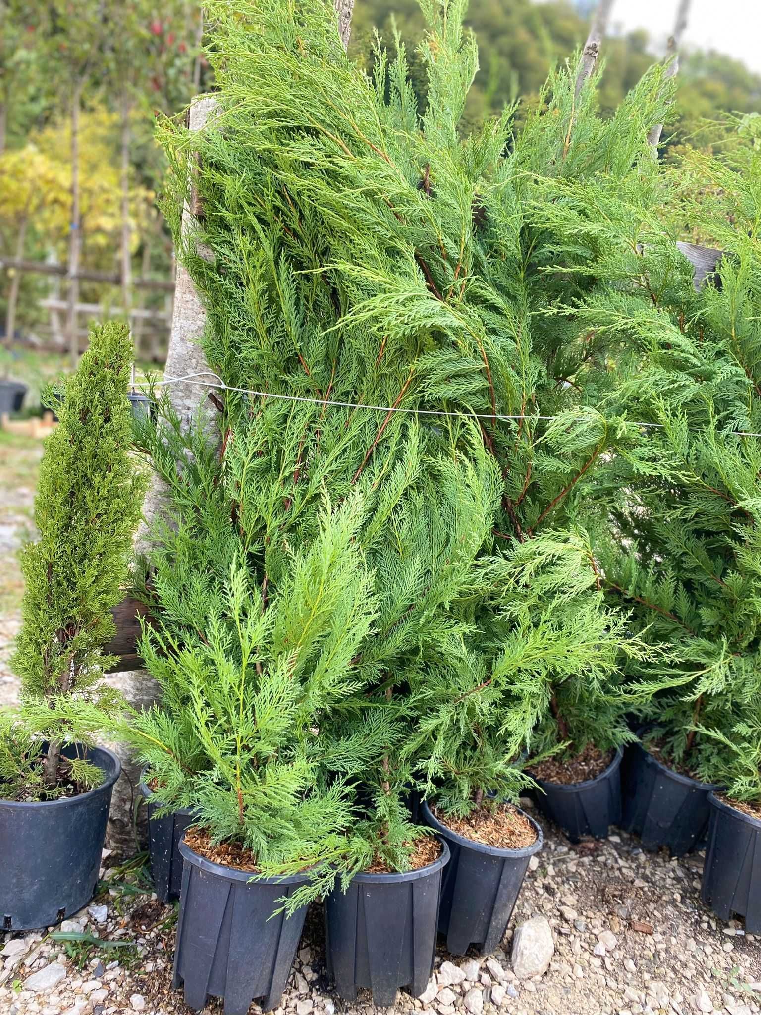 Cupressocyparis Leylandii – Plantă decorativă versatilă