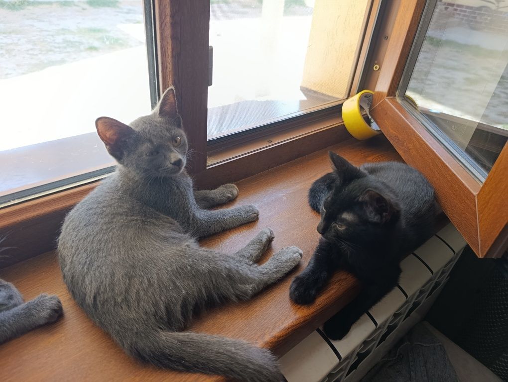 Котята в добрые руки