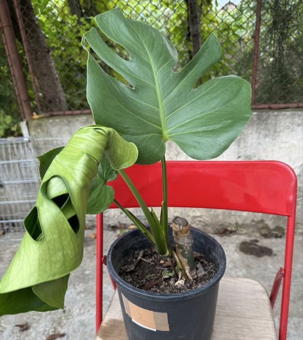 Monstera deliciosa