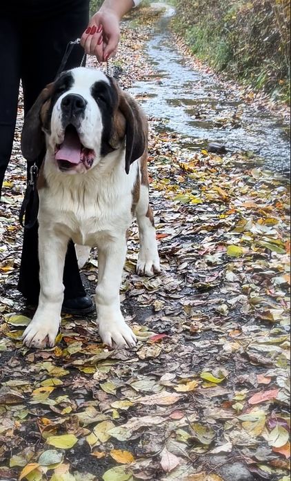 Femela de Saint Bernard cu Pedigree