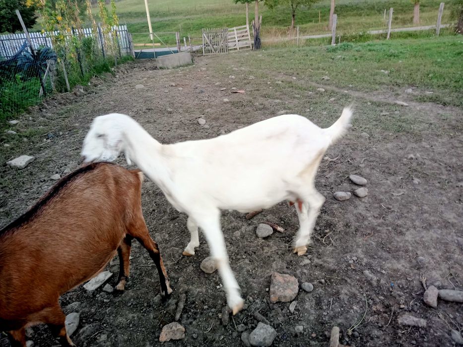 Vând 2 capre gestante !