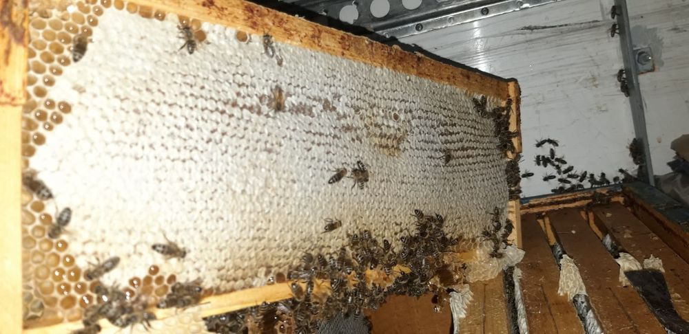 Miere certificată ecologic