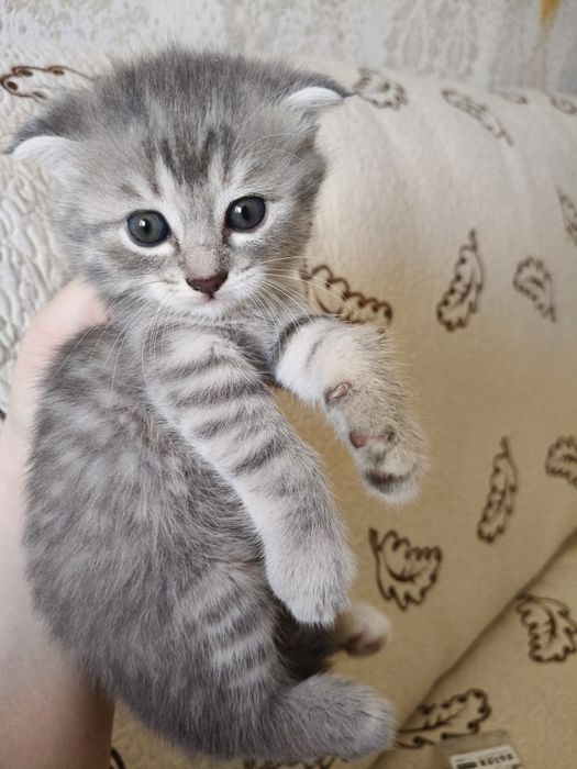 Котенок в добрые руки