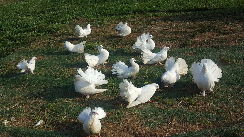 De vanzare porumbei curcanasi