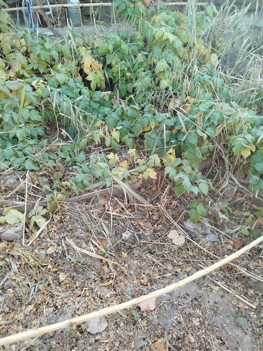 Атызда осип турган Малинанын налин сатаман, казир  кузде ексениз болад