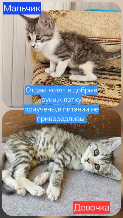 Отдам котят в добрые руки