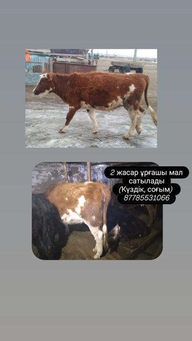 2 жасар ұрғашы мал сатылады