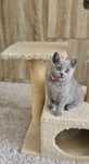 Pui British Shorthair Superbi!