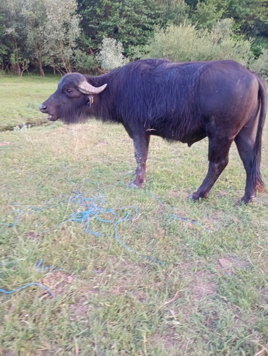 Taur de bivol garantat pentru montă sau sacrificat