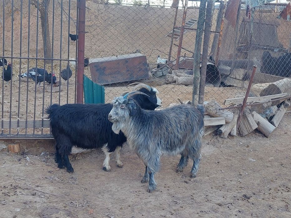 Семіз жем жеп тұрған бойдақ ешкілер сатылады