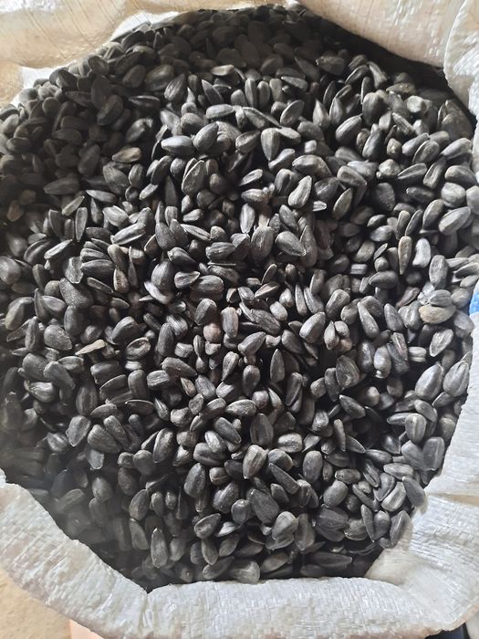 Vând semințe de floarea soarelui