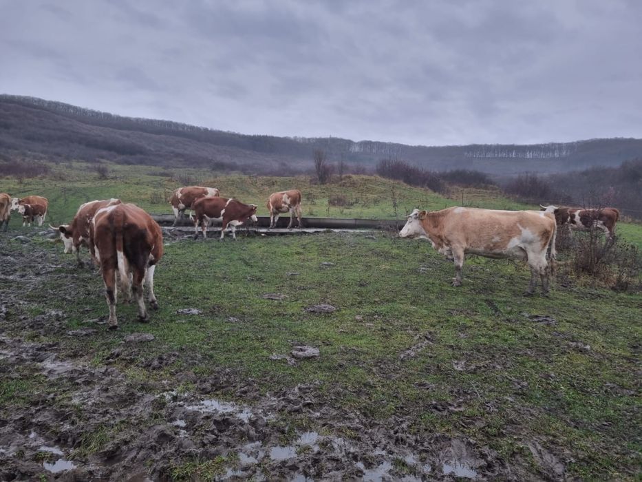 vand 2 vaci gestante