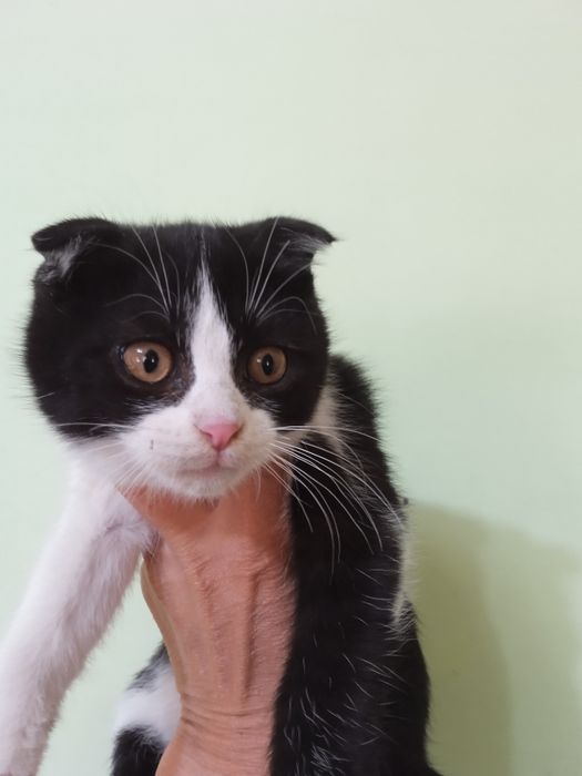 Zotdor mushukchalar sotiladi