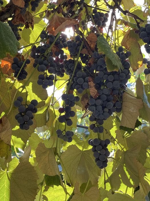 Struguri Capsunica / Struguri vin