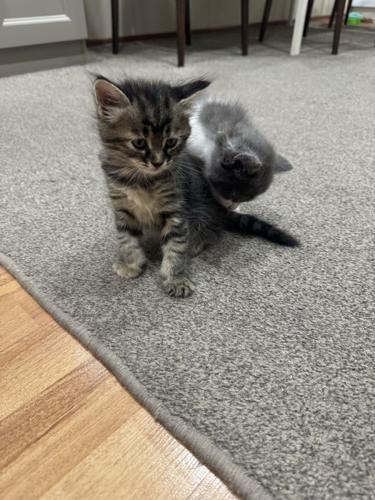 Милые домашние котята