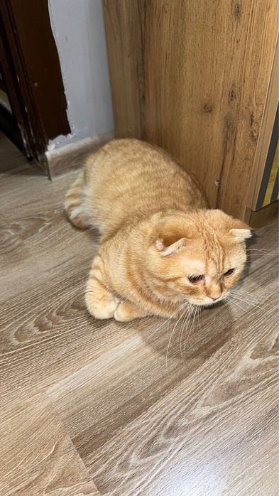 Продам Скоттиш фолд