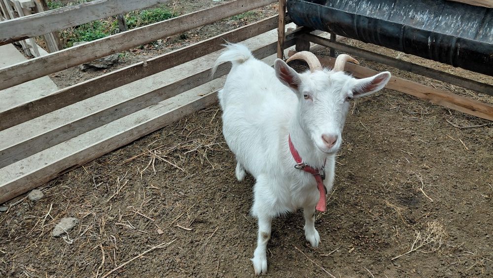 Сүтті ешкілер сатылады.