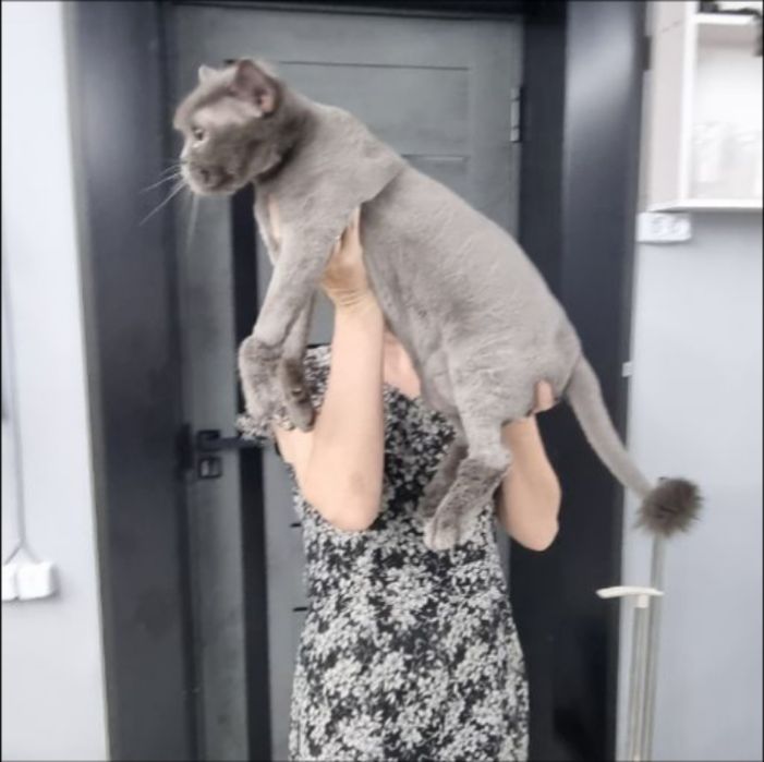 Профессиональная стрижка и вычес кошек салон ALIS GROOM на Юнусобаде