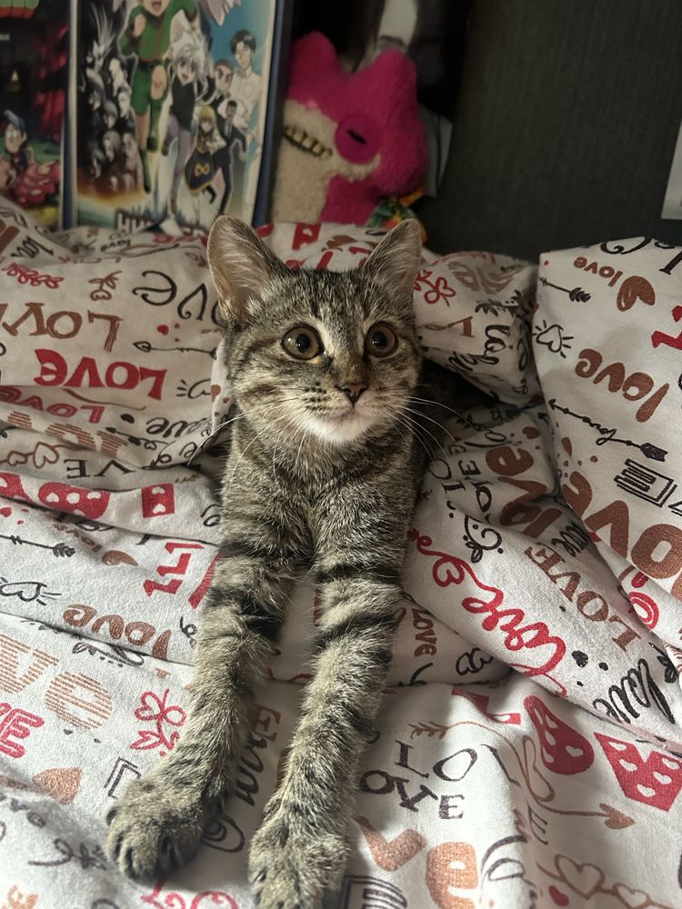котенок девочка в добрые руки