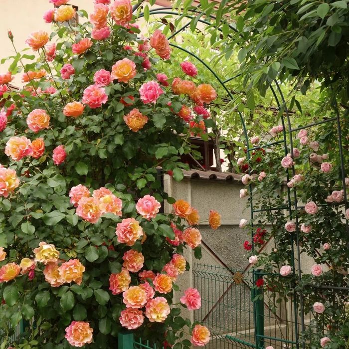 Vând trandafiri cataratori la ghiveci altoiti  și puieți de tei argint