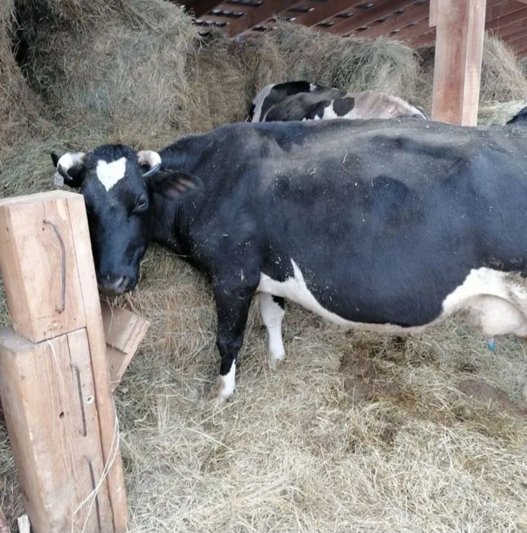 Коровы молочные дойные
