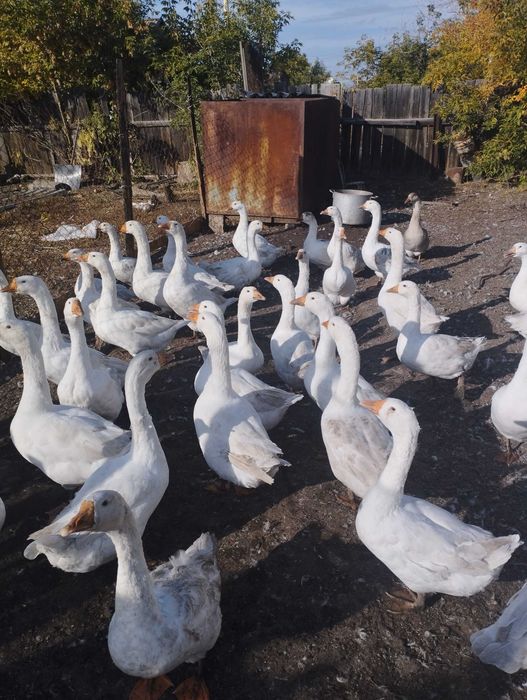Продам гусей живьем