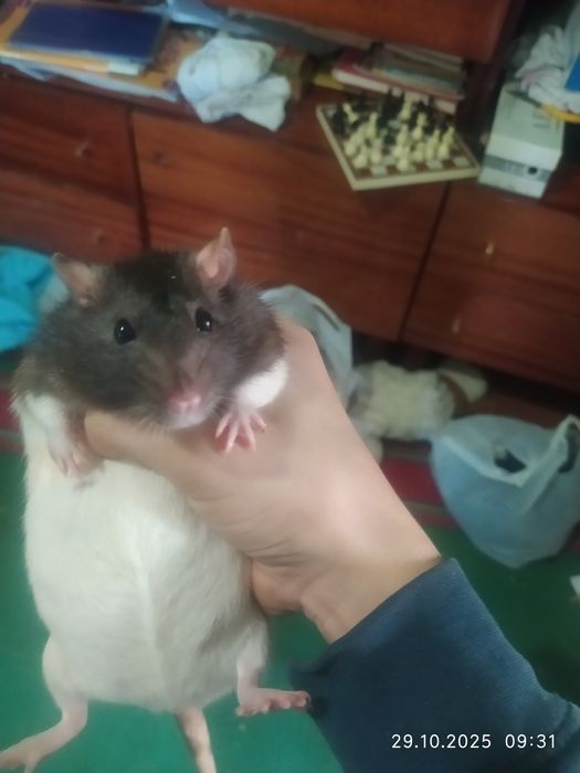 Продам клетку с крысой