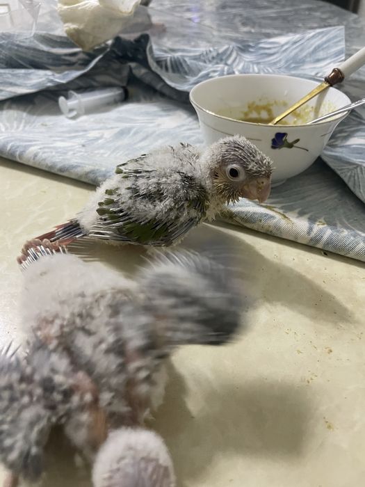 papugay perura jojalari sotuvda kashada boqilvoti