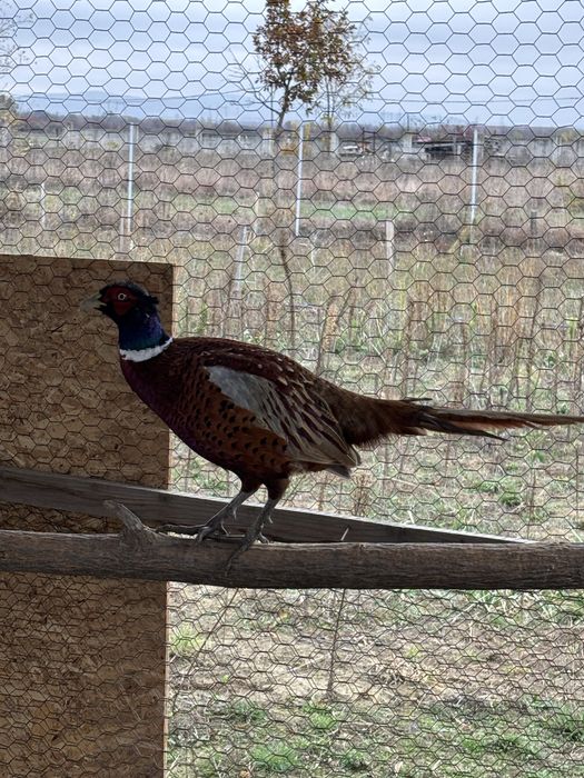 Fazan comun de vanzare